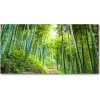 Foto obraz akrylové sklo Bambusový les 100x50 cm