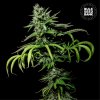 Bulk Seed Bank - Tropical Coconut 10 ks - Semená neobsahujú THC