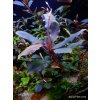 Bucephalandra sordidula Blue