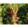 Egreš obyčajný beztŕnny (Grossularia uva-crispa) ´SPINE FREE´ - výška 70-100 cm, stredne skorý, červený, voľnokorenný - STROMČEKOVÝ/ NA KMIENKU