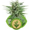 Royal Queen seeds Easy Bud neobsahují THC 5 ks