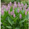 Pontederia cordata 
