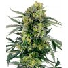 Sensi Seeds Semená kanabisu Blueberry Zkittlez Automatic Feminized, 3-10 ks 5 ks