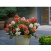 Hortenzia metlinatá Wims Red, výška 20-30 cm, kvetináč 2 l