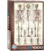 Puzzle 1000 The Skeletal System 6000-3970