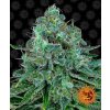 Critical Kush - Barney´s Farm Balenie: 5ks