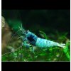 Kreveta Blue Bolt - Caridina cantonensis cf. Blue Bolt