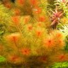AQZ Myriophyllum tuberculatum Rastliny: /in-Vitro LAB Ø 7 cm/