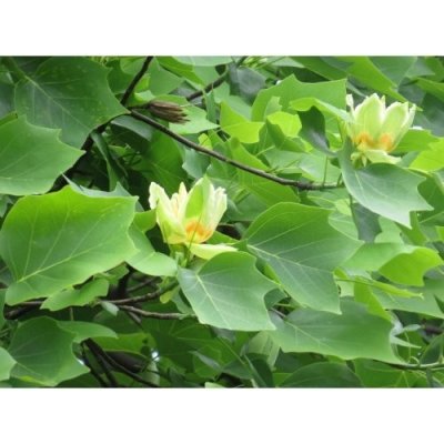 Ľaliovník tulipánokvetý (Liriodendron tulipifera) ´TULIPANOVEC´ - výška 200-250 cm, obvod kmeňa 6/8 cm, kont. C18L