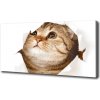 Foto obraz na plátne Mačka 100x50 cm