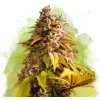 Nirvana Bubblelicious AUTO semena neobsahují THC 5 ks