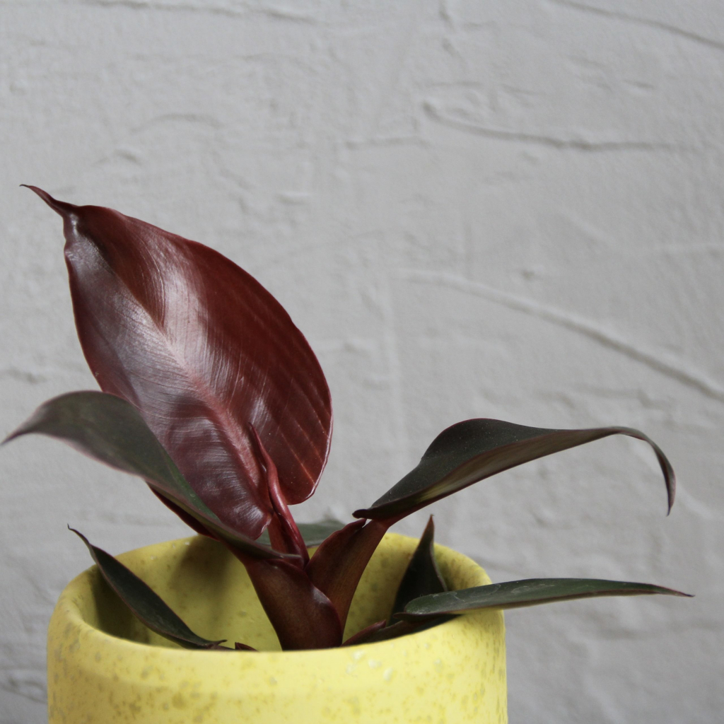 Philodendron Red Sun baby