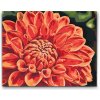 Vymalujsisam.sk Maľovanie podľa čísiel - Červená dahlia Veľkosť: 30x40cm, Rám: Na plastovej doske