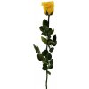 Stabilizovaná ruža - žltá (Voľné balenie , Safron yellow)