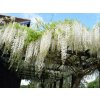 Vistéria kvetnatá Longissima Alba 150-200cm, kont. 3 l
