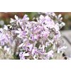 Phlox subulata ´ Candy Stripes ´ 9-10,5