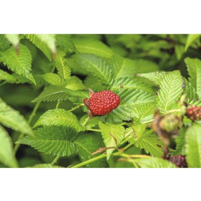 Černica jahodnatá bio Flora Self Rubus illecebrosus 30-40 cm kvetináč 3,5 l