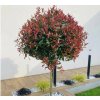 Červienka fraserová Carre Rouge na 40-50 cm kmienku, výška 90-100 cm, kvetináč 9 l
