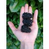 Ostružina černicová - Rubus fruticosus 'Thornfree' 40+cm