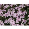 Flox šidlolistý - Phlox subulata 'Kimono Pink White'