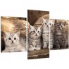 Mačiatka - obraz (Obraz 90x60cm)