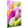 Vertikálny foto obraz fotografie na skle Farebné tulipány 50x100 cm