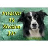 Pozorpes.sk, výstražná tabuľka (Border Kólia)