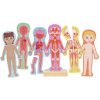 Hape Magnetické puzzle Ľudské telo