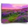 Sablio Obraz Levanduľové pole 2 - 60x40 cm