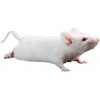 Myš laboratórna - Mus musculus