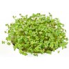 Microgreens, semínka na klíčky - Hořčice černá 20g