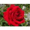 Ruža popínavá Red Flame, výška 150-180 cm, kvetináč 5 l