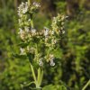 Kocúrnik obyčajný - Nepeta cataria - semená - 15 ks