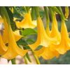 BIELA DATURA ŽLTÁ ANJELSKÉ TRÚBKY BRUGMANSIA