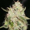 Cream Of The Crop - White Chronic 5 ks - Semená neobsahujú THC