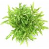Dennerle Pogostemon helferi In-Vitro