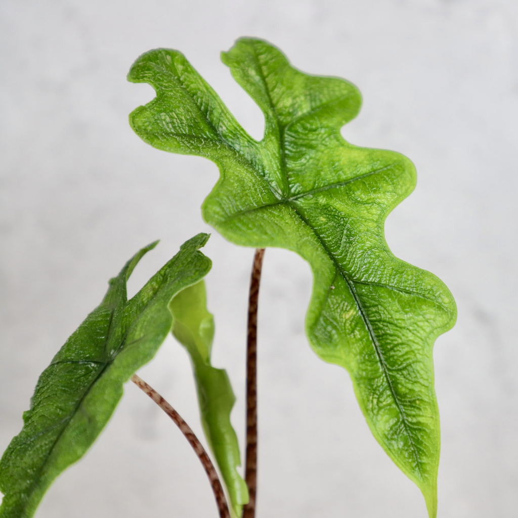 Alocasia Jacklyn baby