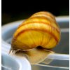 Slimák Močiarka živorodá - Viviparus viviparus