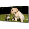 Foto obraz na plátne Pes a mačka na lúke 100x50 cm