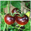 BIO Paradajka Black Trifele - Solanum lycopersicum - bio semená paradajky - 7 ks