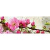 DIMEX | Fototapeta do kuchyne Sakura KI-180-053 | 180 x 60 cm | zelená, ružová + Samolepiace fototapety do kuchyne DIMEX Sakura KI-180-053 v rozmere 180 x 60 cm