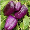 Paprika fialová Oda - Capsicum annuum - semená papriky - 9 ks