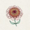 Jora Dahl Zinnia elegans 
