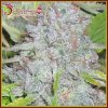 Dr. Krippling Seeds - Delhi Friend 1 ks - Semená neobsahujú THC