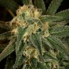 The Cali Connection Green Crack Semena neobsahují THC 6 ks
