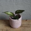 Calathea beautystar baby