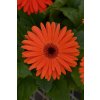 GERBERA JAMESONII do kvetináčov, REVOLUTION PASTEL ORANGE, 1000 semien
