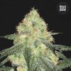Bulk Seed Bank - Auto Sour Diesel 500 ks - semená neobsahujú THC