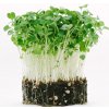 Microgreens, semínka na klíčky - Rukola (roketa) 10g