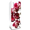 Fototapeta Dimex Orchid 65 x 180 cm FR180-014 (Samolepiace fototapety na chladničku)